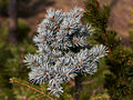 Picea pungens Thum IMG_4925 (VALENTA) Świerk kłujący